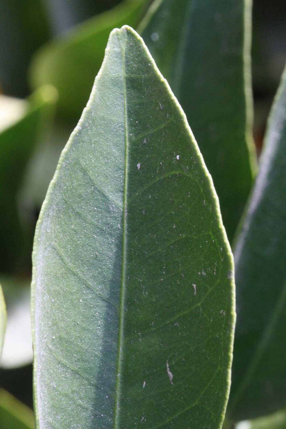              Margin (Riverside, CA)       